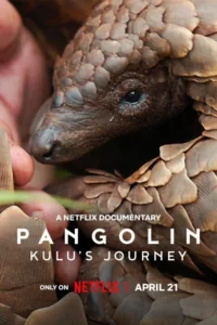 Read more about the article Pangolin: Kulu’s Journey