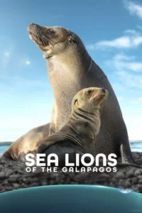 Read more about the article Sea Lions of the Galapagos