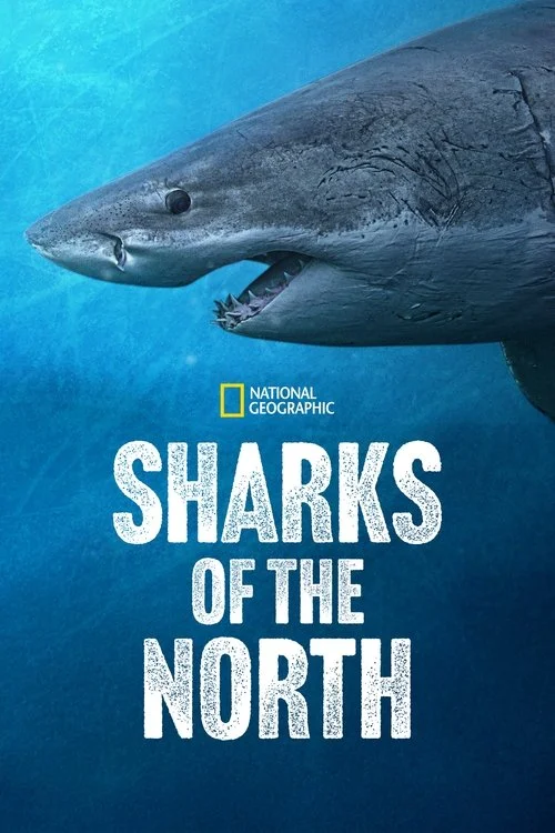 You are currently viewing Sharks of the North